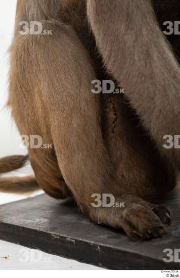 Leg Monkey Animal photo references