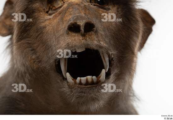 Mouth Teeth Monkey Animal photo references