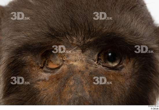 Eye Monkey Animal photo references