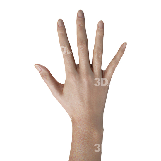 Woman Asian 3D Retopologised Hands