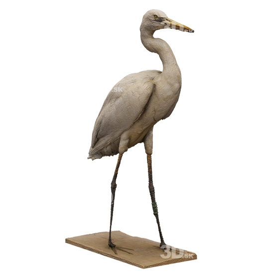 Stork 3D Scans