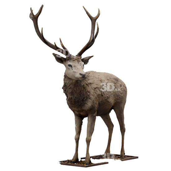 Deer 3D Scans