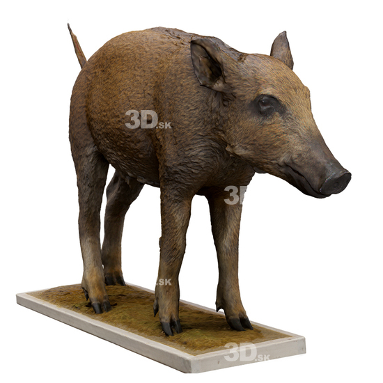 Boar 3D Scans