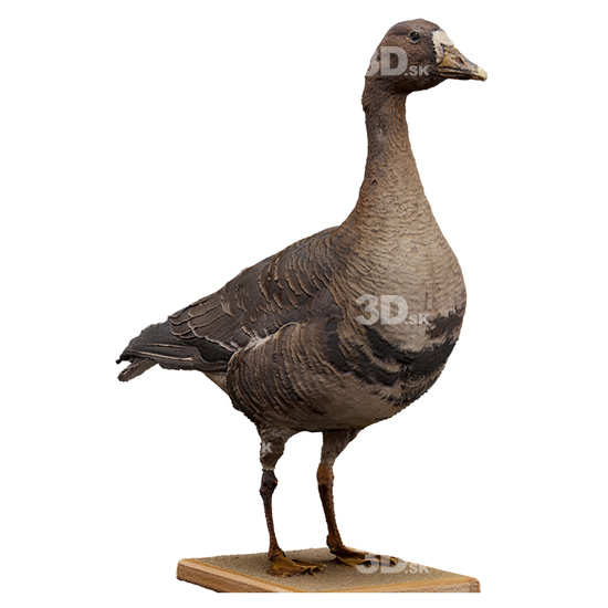 Goose 3D Scans