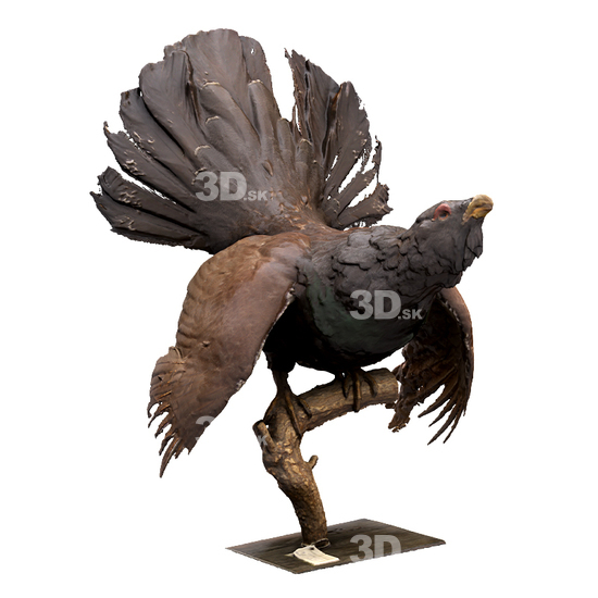 3D Scans Capercaillie