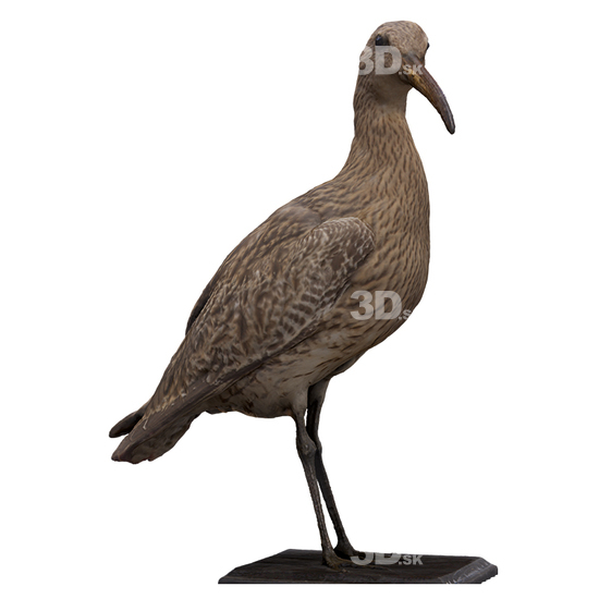 Bird 3D Scans