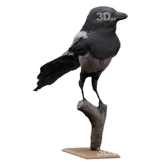 Bird 3D Scans