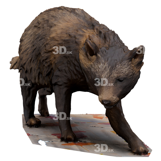 Bear 3D Scans