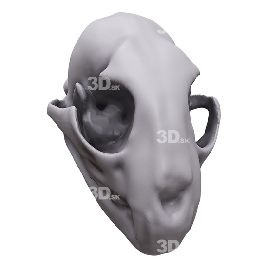 Rabbit 3D Scans