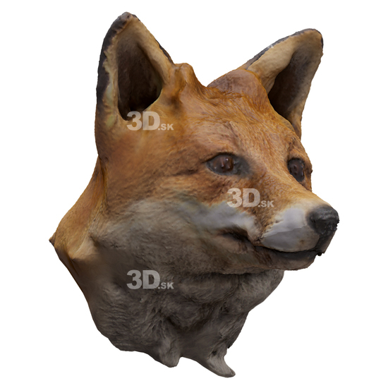 Fox 3D Scans