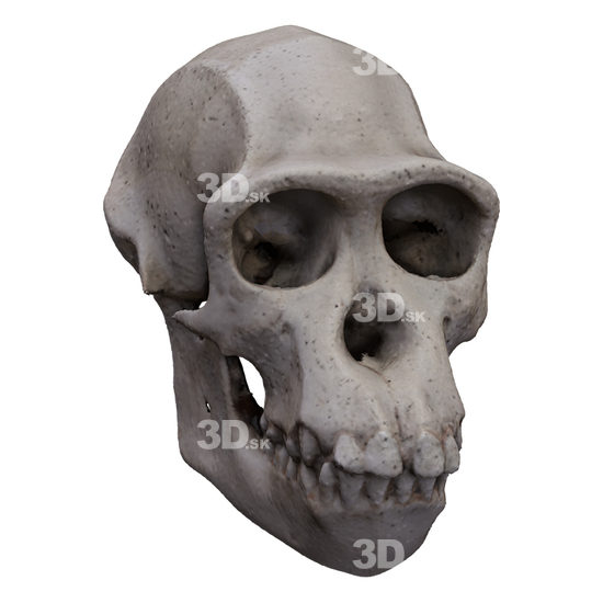 Monkey 3D Scans