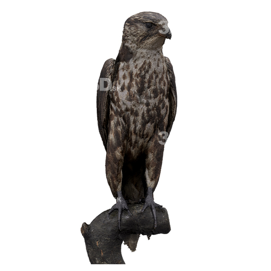 Bird 3D Scans