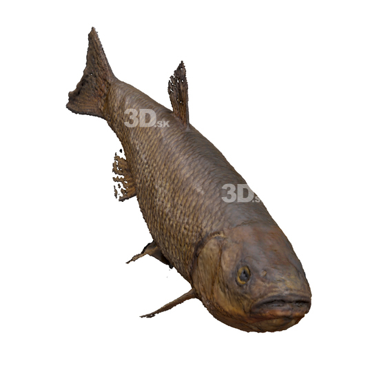 Fish 3D Scans