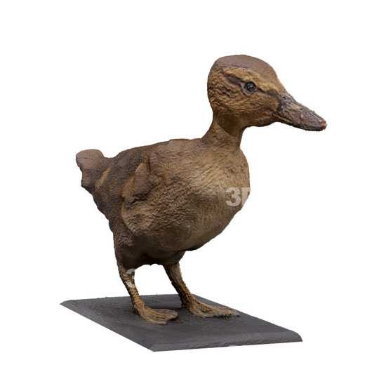 Duck 3D Scans