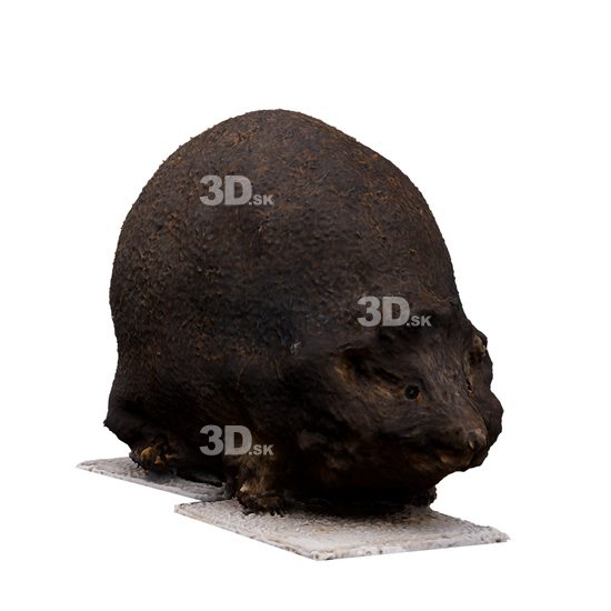 3D Scans Hedgehog