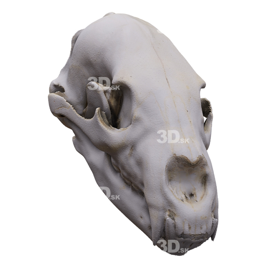 3D Scans