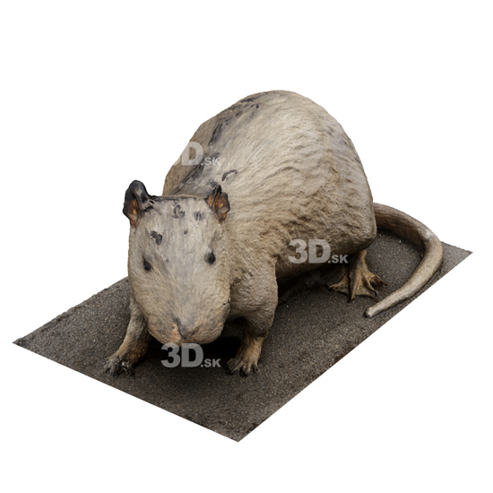 Mouse 3D Scans