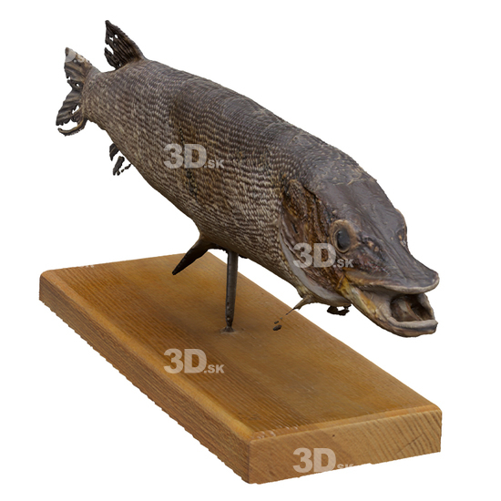 Fish 3D Scans