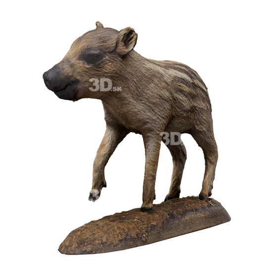 3D Scans Piglet