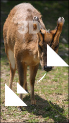 Muntjac