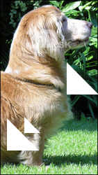 Dog poses