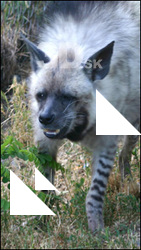 Hyena III
