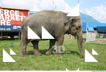 Elephant