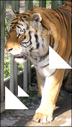 Tiger poses