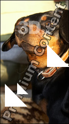 Dachshund
