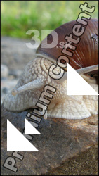 Snail