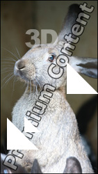 Rabbit # 2