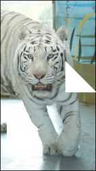 Tiger poses # 3