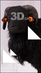 Ram