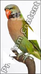 Parrot Psittacula alexandri