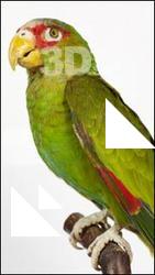 Amazon white-fronted - Amazona albifrons
