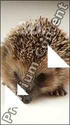  Hedgehog - Erinaceus europaeus #  2