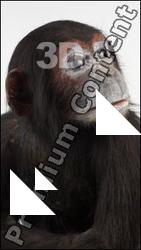 Chimpanzee - Pan troglodytes