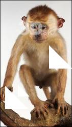 Toque Macaque - Macaca sinica