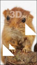 Hazel Dormouse - Muscardinus avellanarius