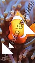 Philippines - Underwater life # 1