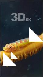 Philippines - Underwater life # 4