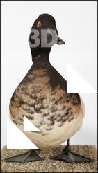 Aythya fuligula