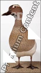 Anas querquedula
