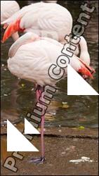 Pink Flamingo
