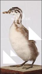 Wild bird # 1