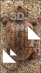 Turtle # 3
