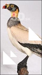 Exotic bird