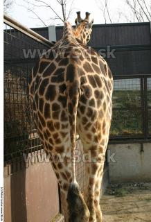Giraffe 0017