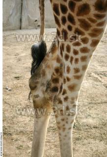 Giraffe 0023