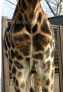 Giraffe 0025
